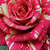 Czerwono - biały  - Róże rabatowe floribunda - Abracadabra ®